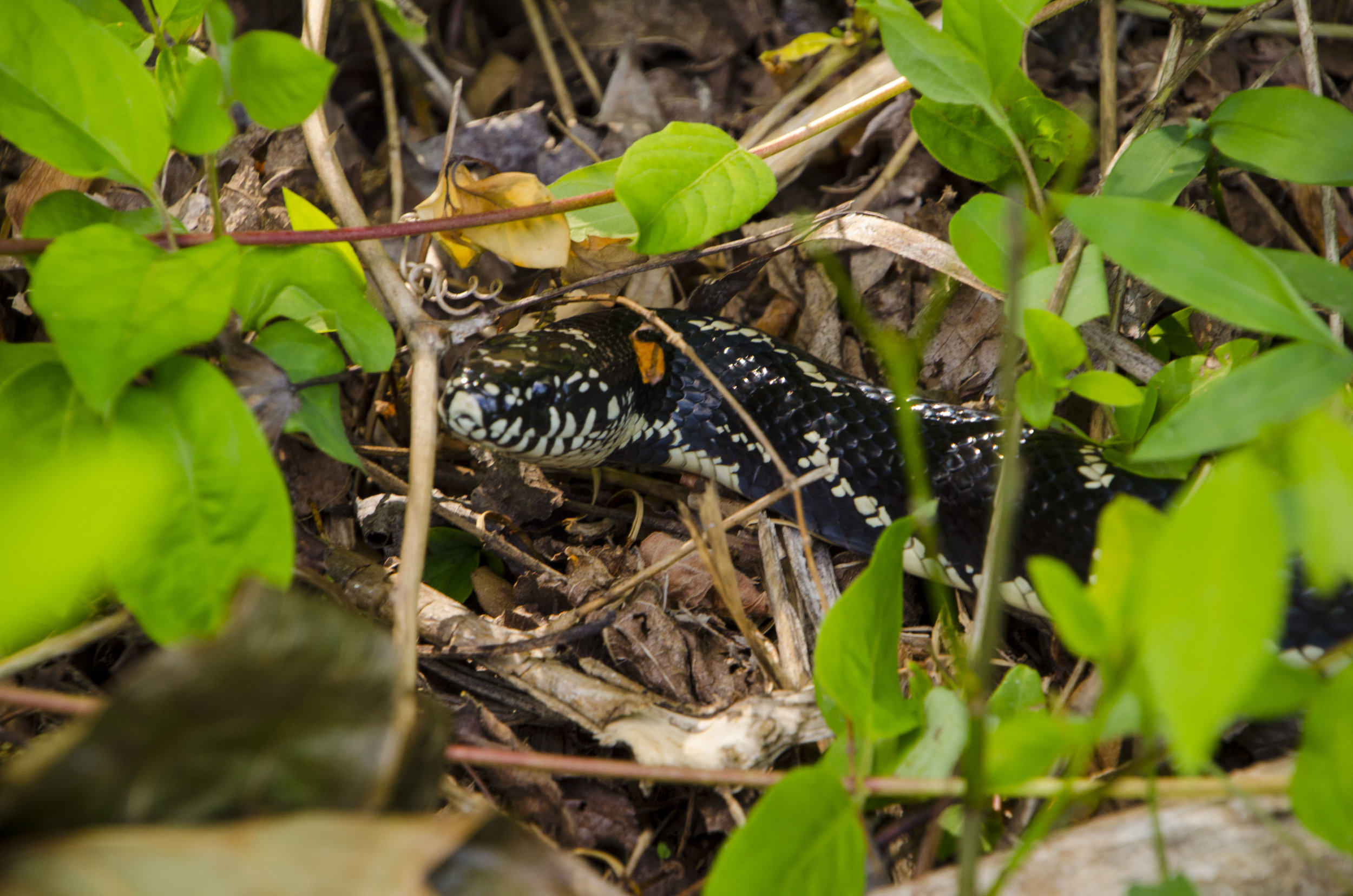 LCSP and Catawba Riverwalk for FB_37.JPG