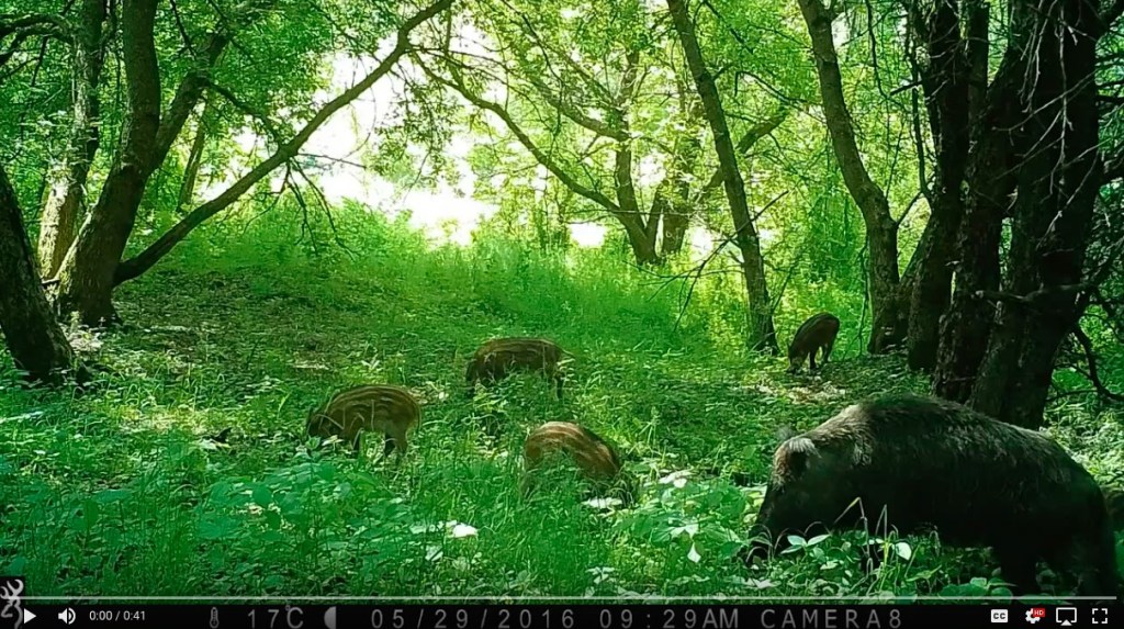Trail cam capture of a group of boars feeding in a wooded area.