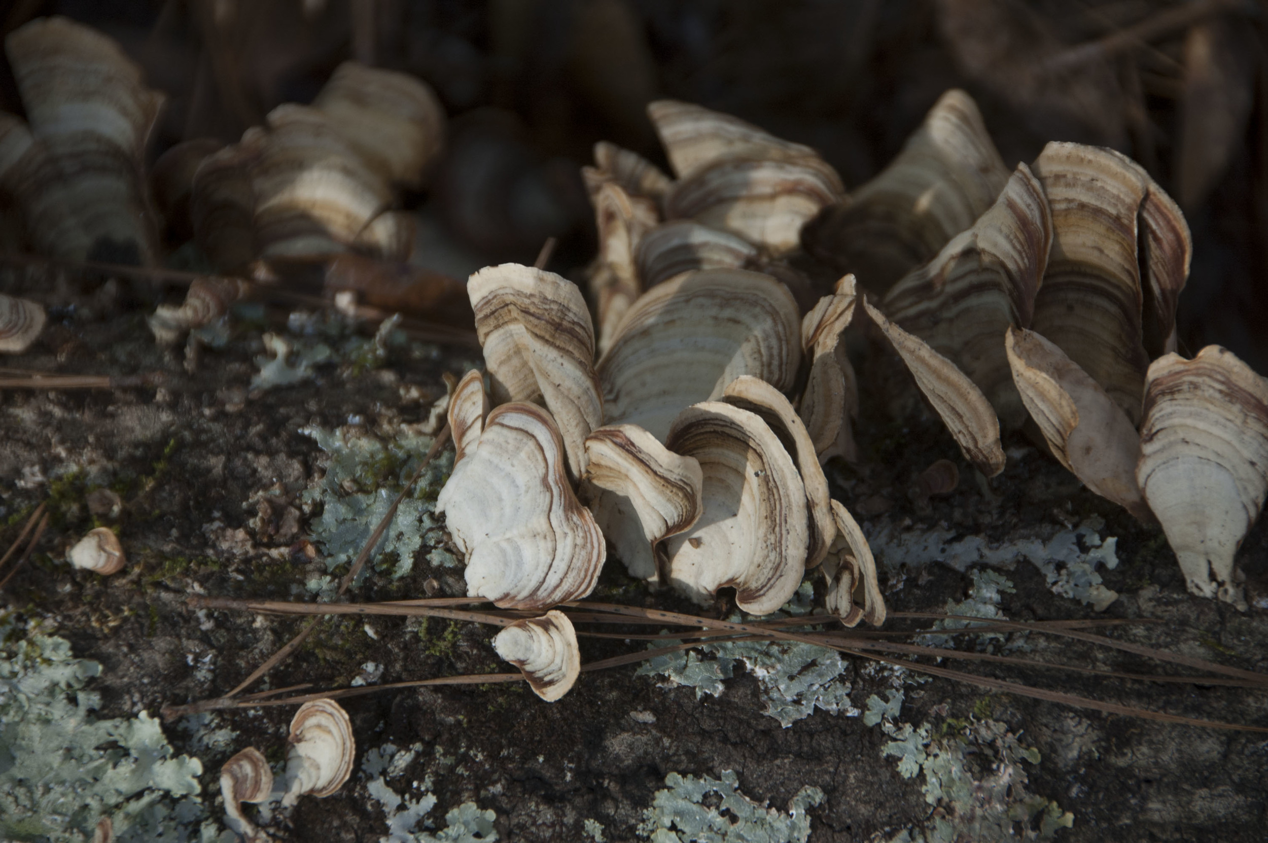 Victoria Bluff HP Trail_byDLucas_011.JPG