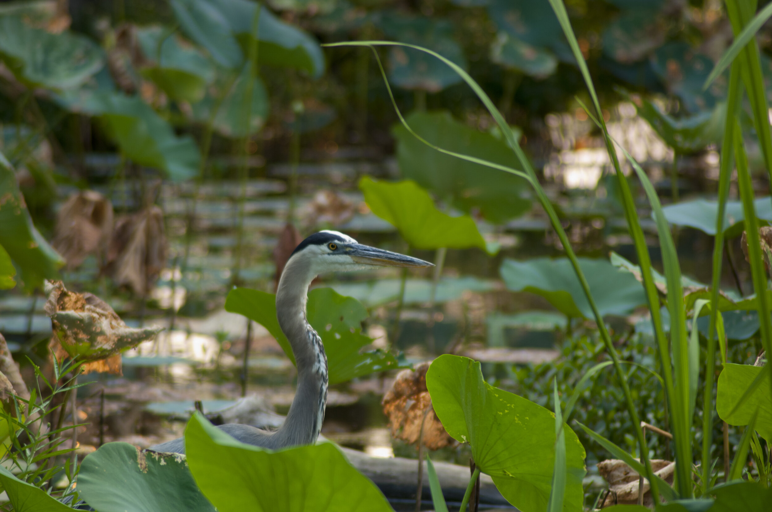 Birdwatching and wildlife photography have become major segments of the outdoor travel and tourism market. Santee National Wildlife refuge is a popular destination for both. [SCDNR photo by Michael Foster]