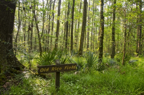 Dwarf Palmettos and a field of hardwoods have overtaken this wetland depression where rice once was grown.