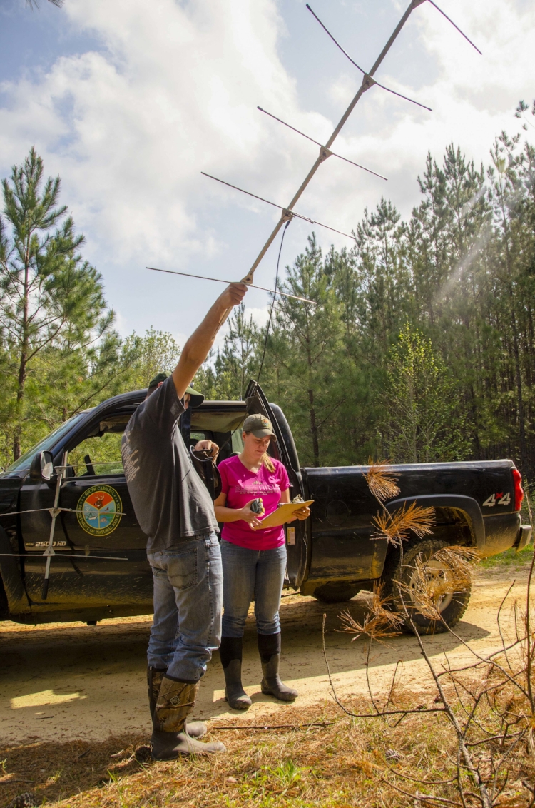 Gerrits and Klinedinst work together to monitor and record the whereabouts of a turkey that was tagged with a transmitter and released earlier in the year. &nbsp;Despite problems caused by unusually warm temperatures during February, researchers at …