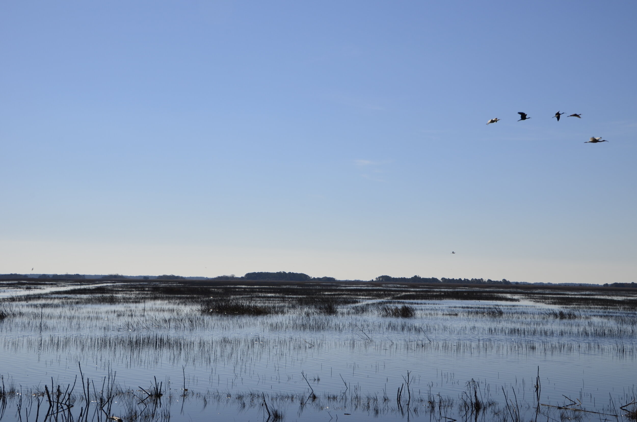 Waterfowl take flight over SCDNR-managed wetlands in the Santee River basin.