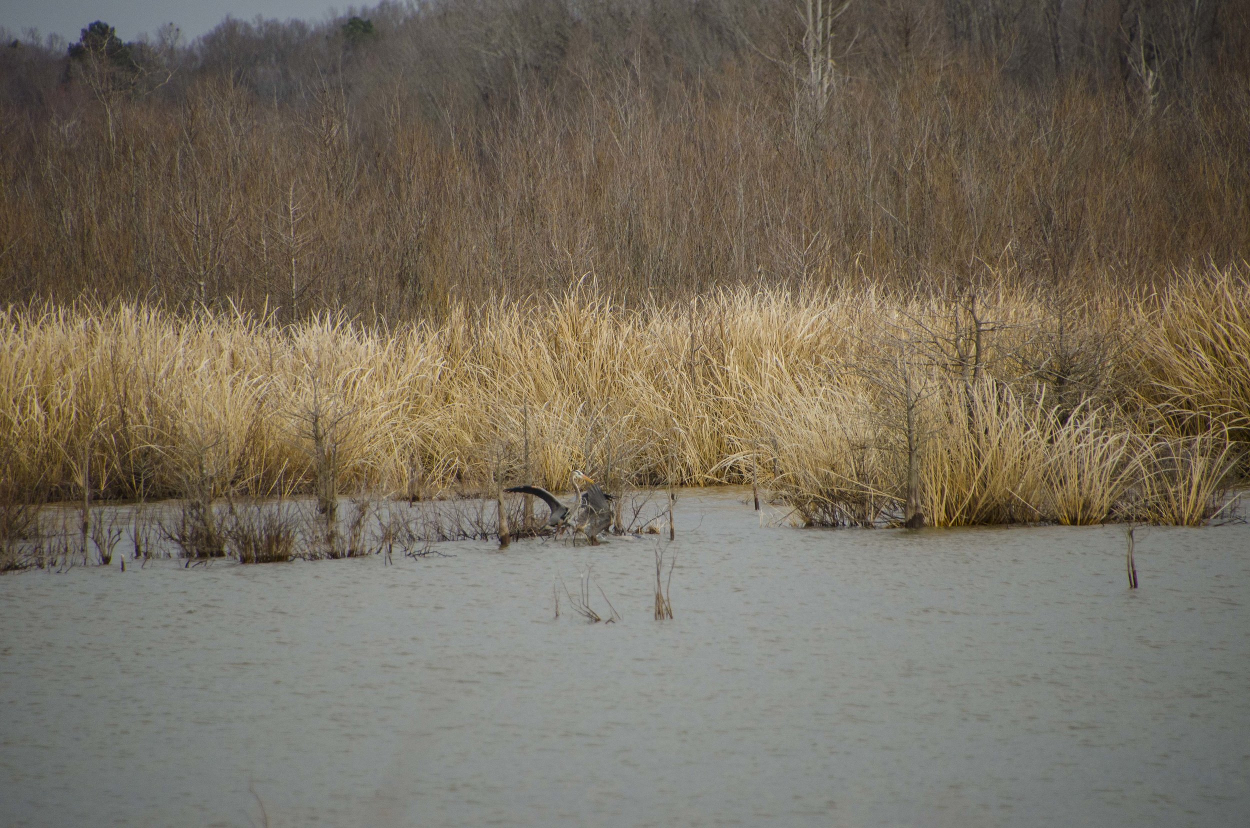 SNWR-Bluff Unit for Blog_11.JPG