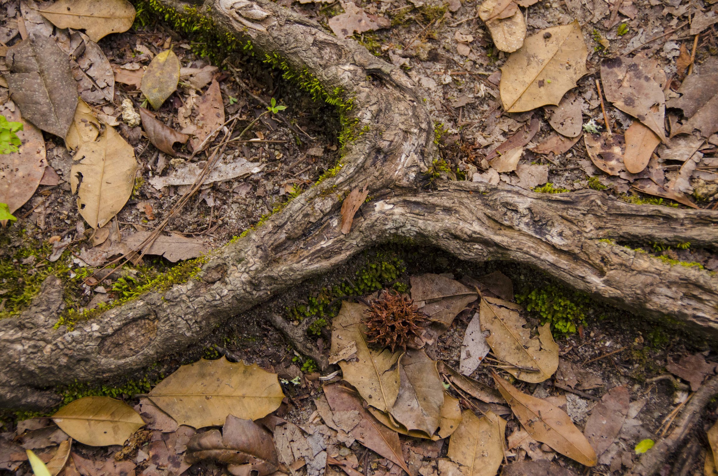 Edisto Trail best for Blog_33.JPG