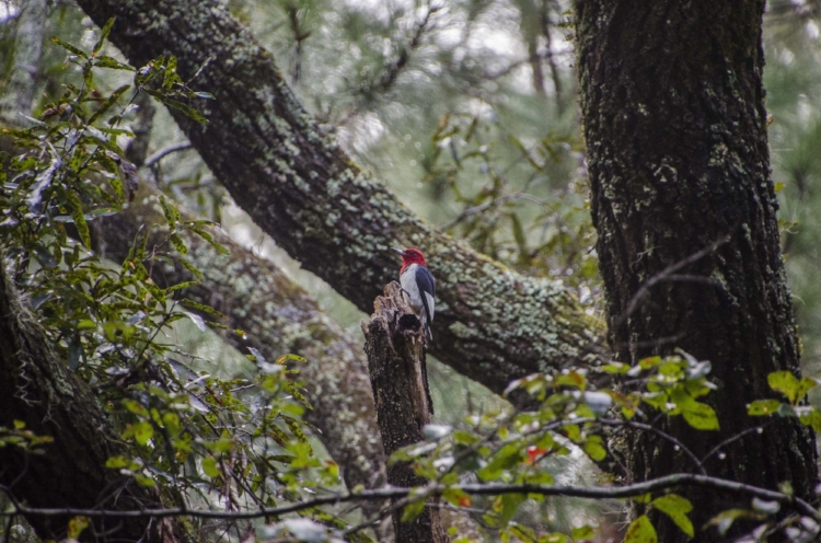 This fellow visited my stand during the morning hunt.&nbsp; I was hoping for a wild hog, but a good photo-op is always welcome.