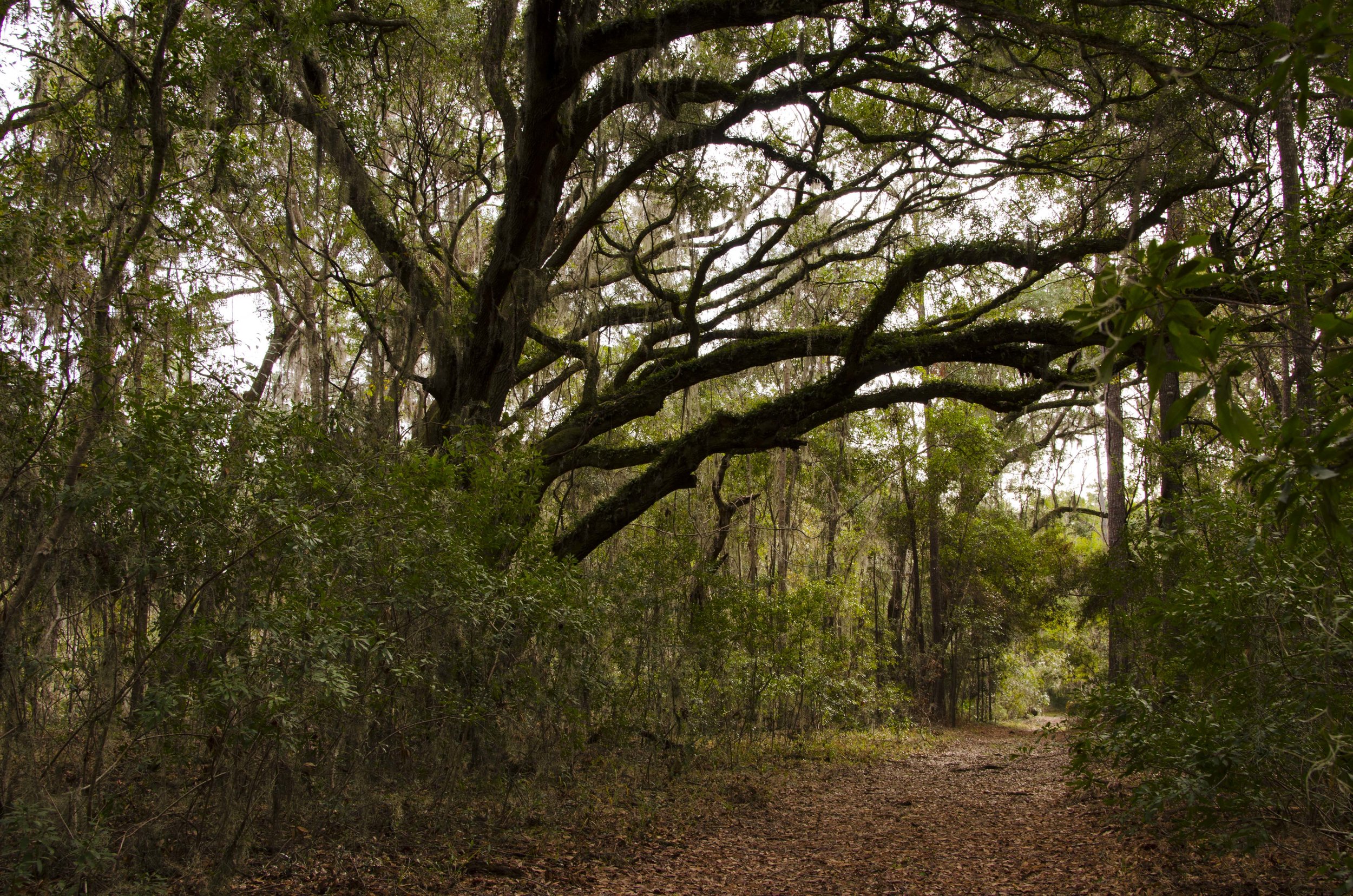 The hiking trail at Altamaha Town Heritage Preserve provides a pleasant walk and view of the Okatee River.