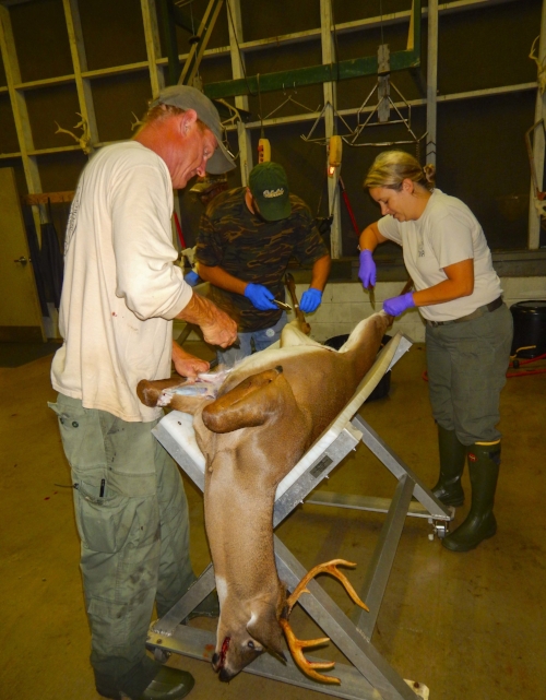 On the Webb hunt, staff will prepare your game for the cooler, and are also available to give advice and instruction to folks that are new to deer hunting, making this hunt an excellent way to get started in deer hunting.