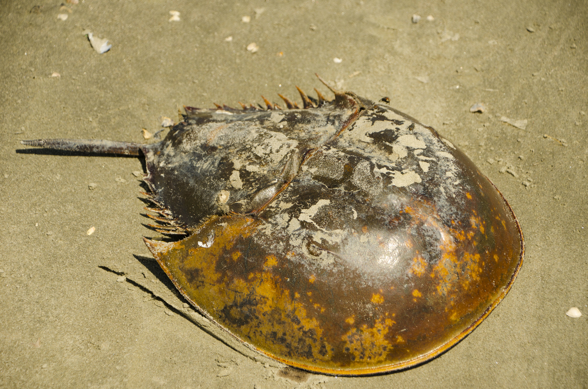  Horseshoe crab. 