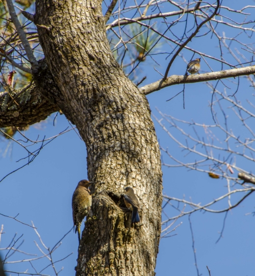 No! This is our knothole......
