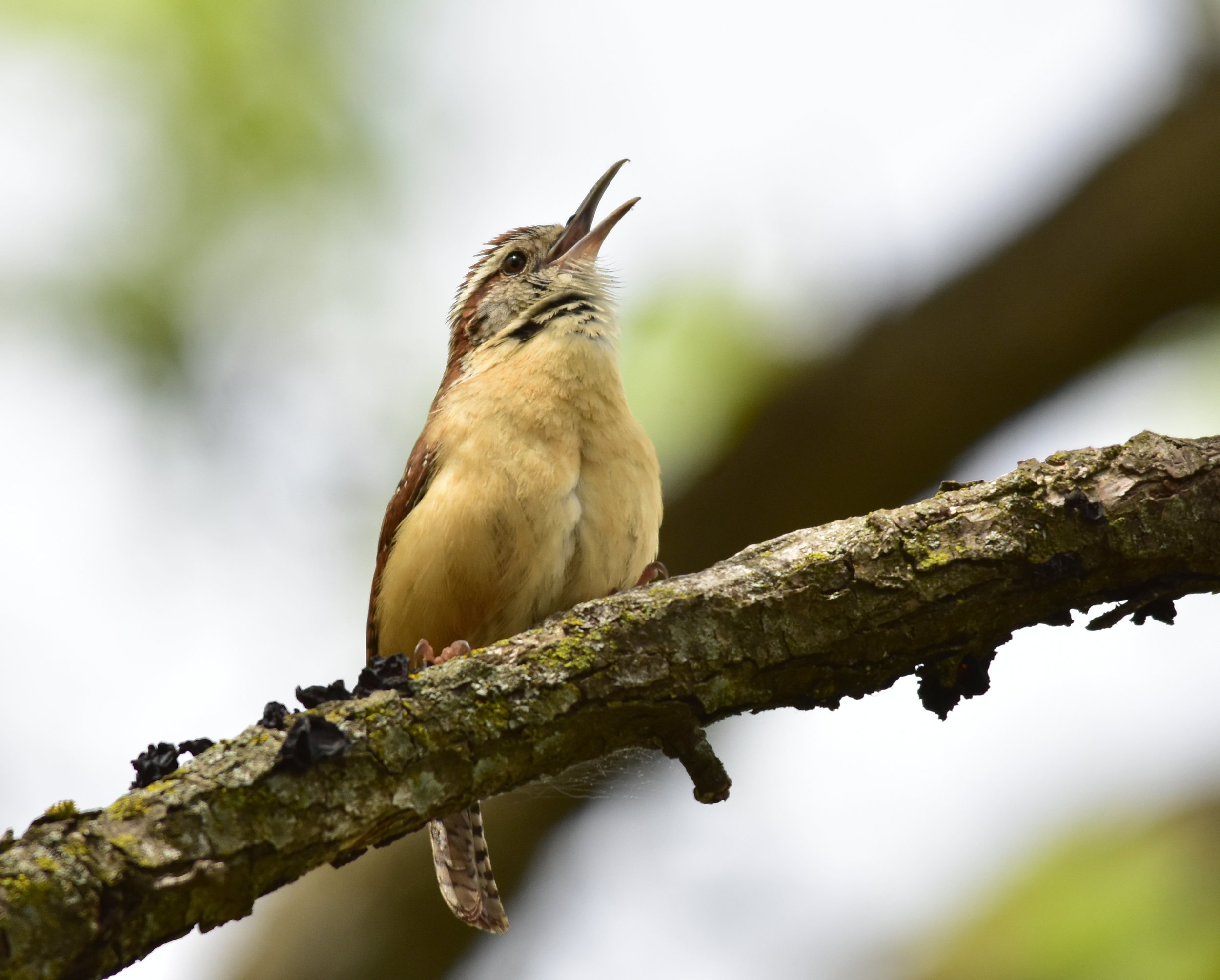 A Carolina wren makes its call in a shrubby, wooded residential area. ( USFWS photo by Tom Koemer)