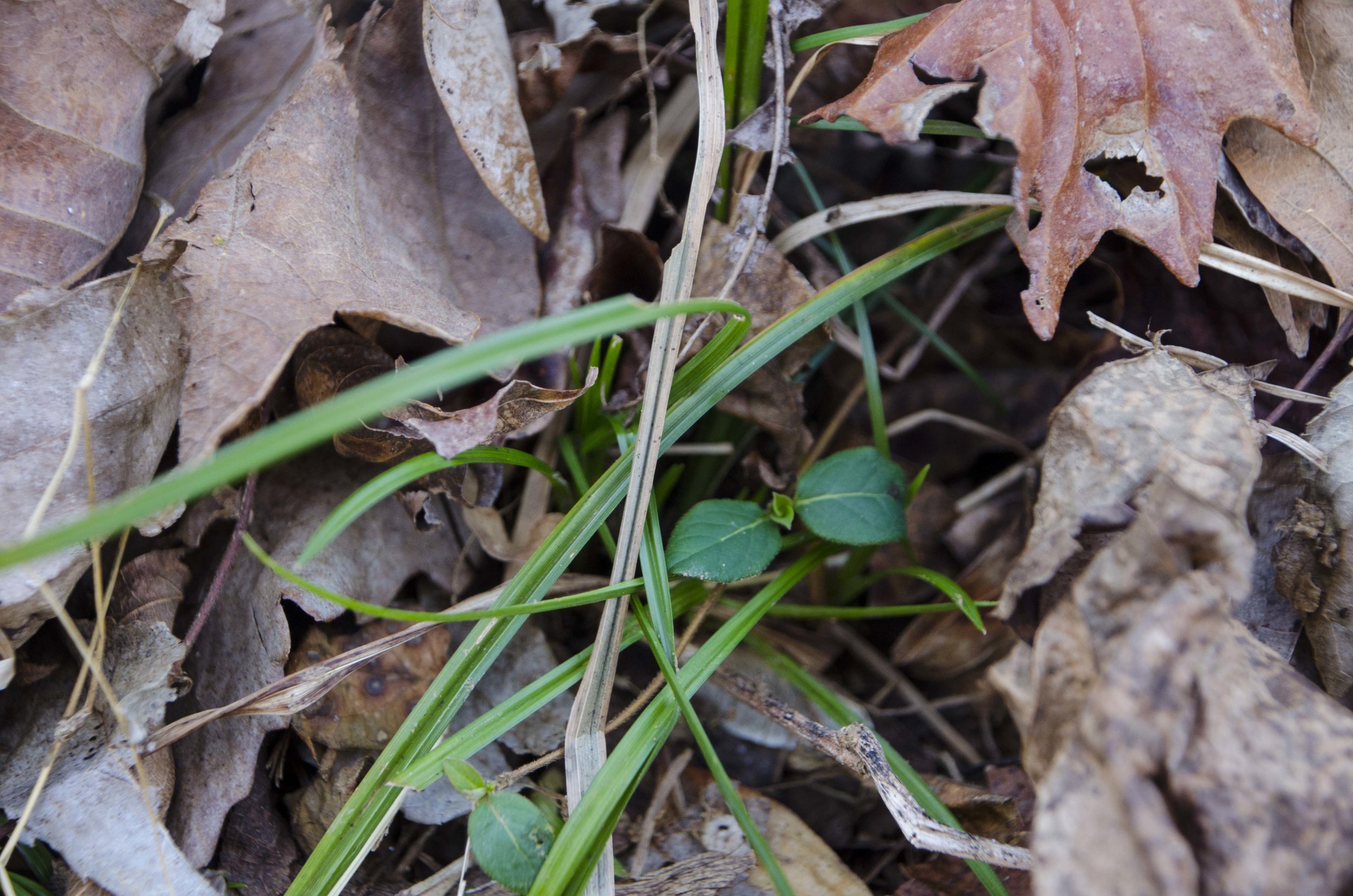  A few hints of spring were visible along the trail.&nbsp;(SCDNR photo by D. Lucas) 