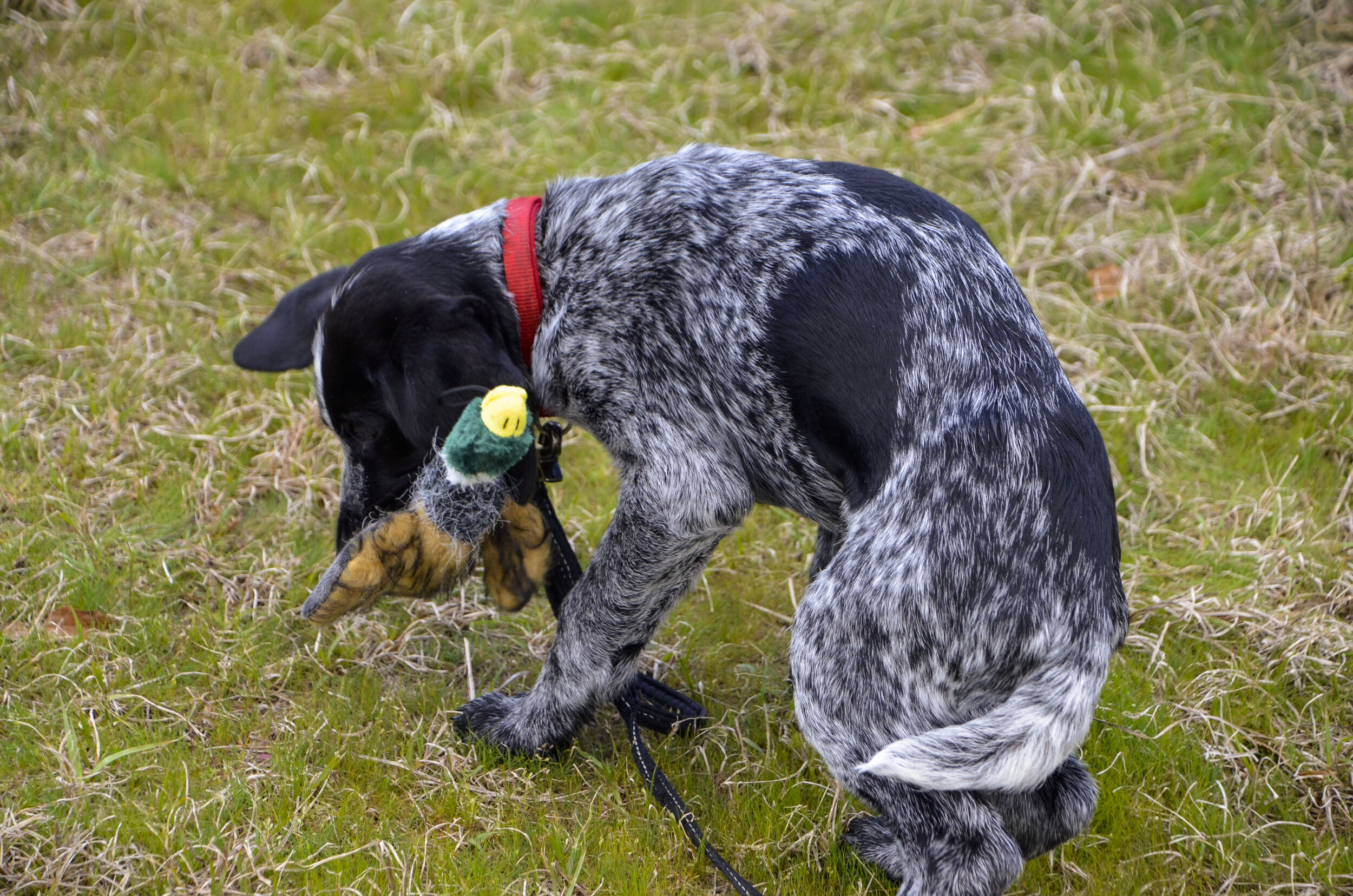 Love Farm Dog Photos_DLucas_267_1.JPG
