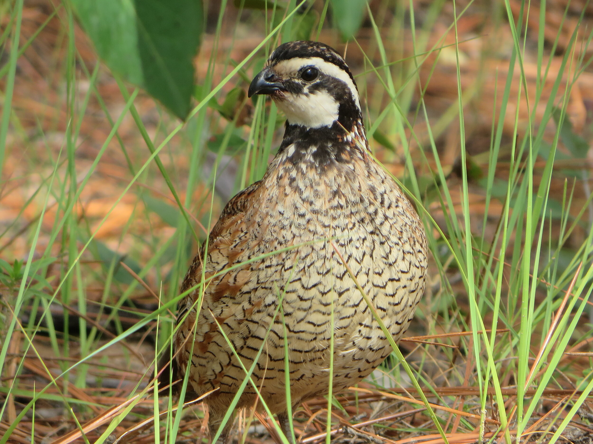 Bobwhite quail. [SCDNR photo]