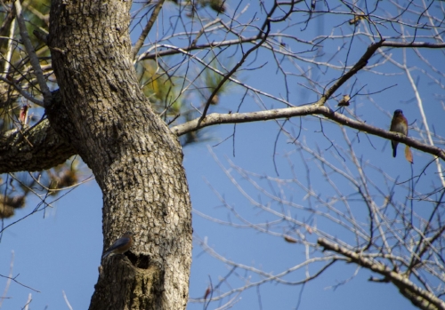 Check out our cool knothole.....