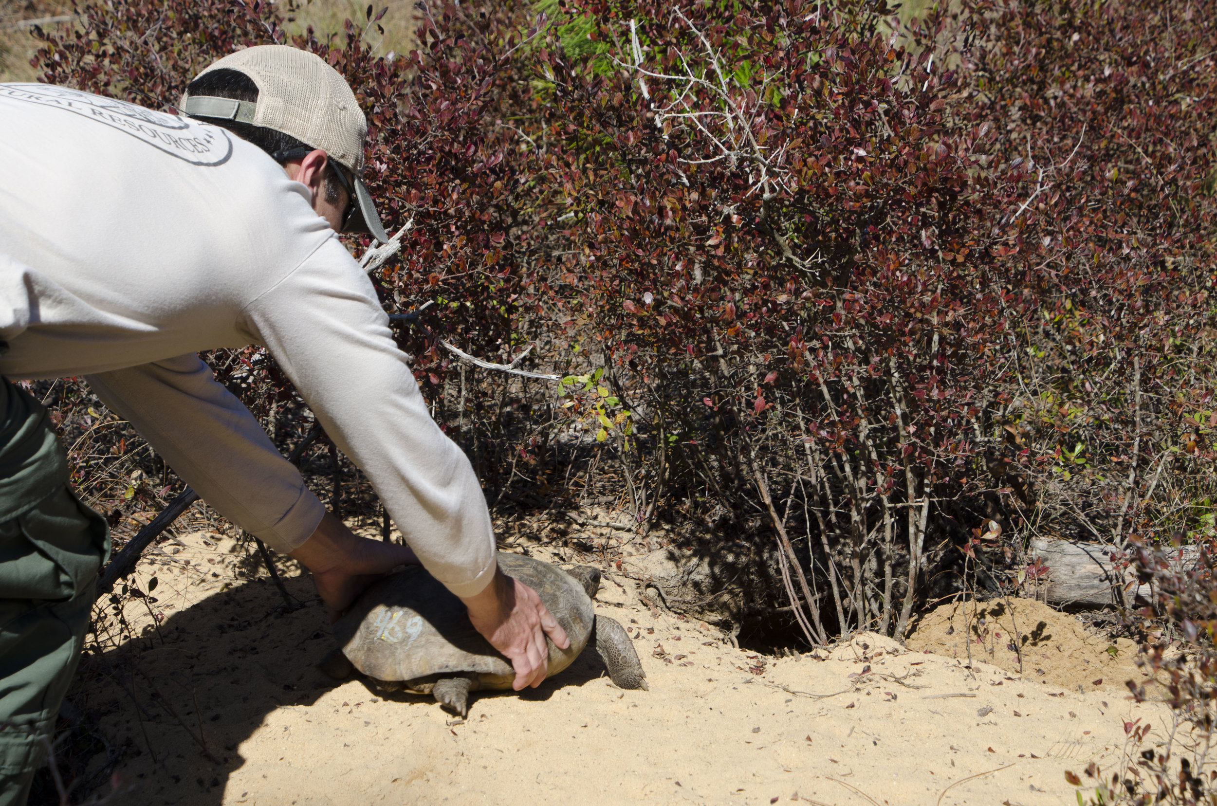 In addition to the juvenile tortoises, this adult “waif” tortoise was also released. Waifs are extremely important to the success of the program. These tortoises come from other states and would not normally be able to go back into the wild. They ar…