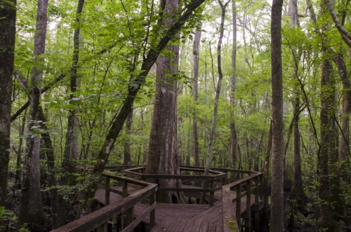 The boardwalk trail wraps around this ancient hollow cypress tree.