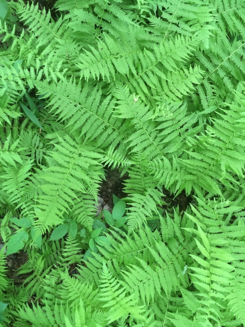 New York fern is one of many fern species that thrive in the deep cove forests of the Jocassee Gorges.&nbsp; Find out more about the flora and fauna found at this unique, 43,000-acre property on the Jocassee Gorges website.&nbsp;