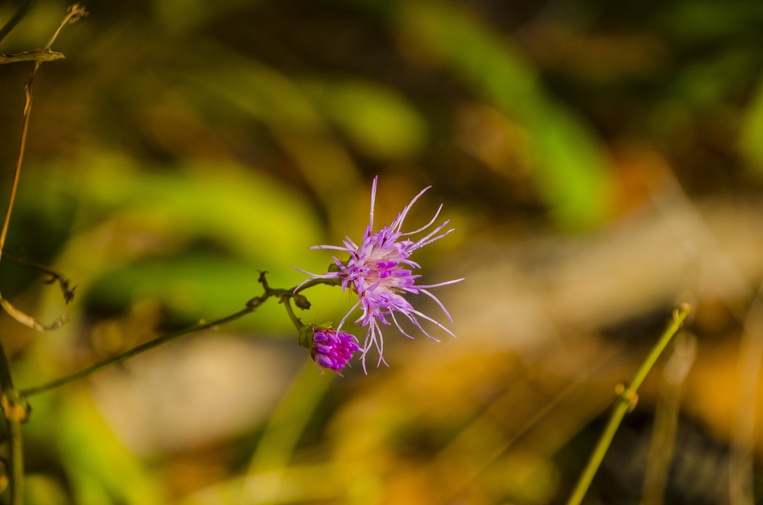Forty Acre Rock_November2018_DLucas_116.JPG