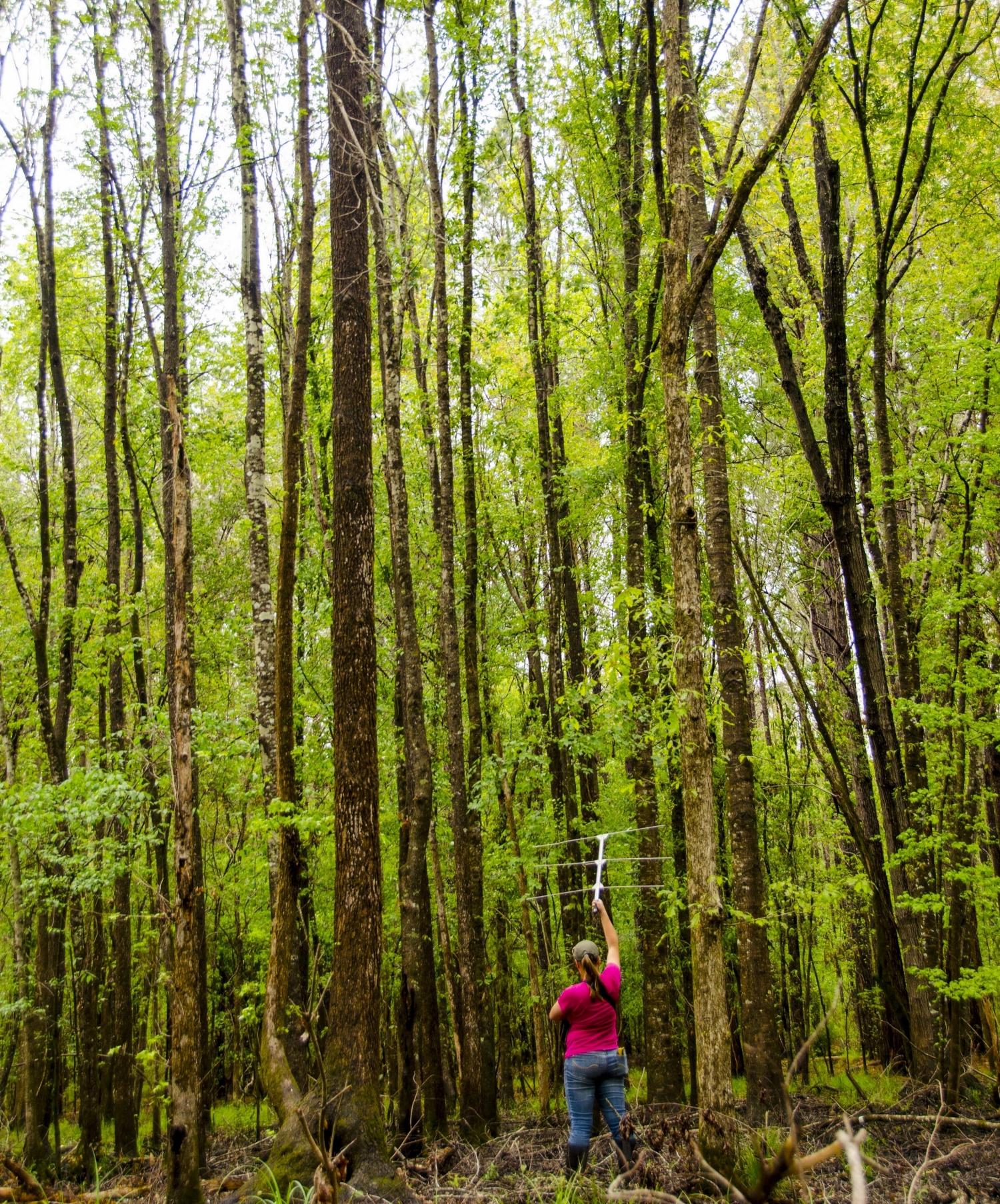 Researcher Alaina Gerrits attempts to locate the signal from a transmitter-tagged wild turkey at Palachucola WMA in late March of this year.