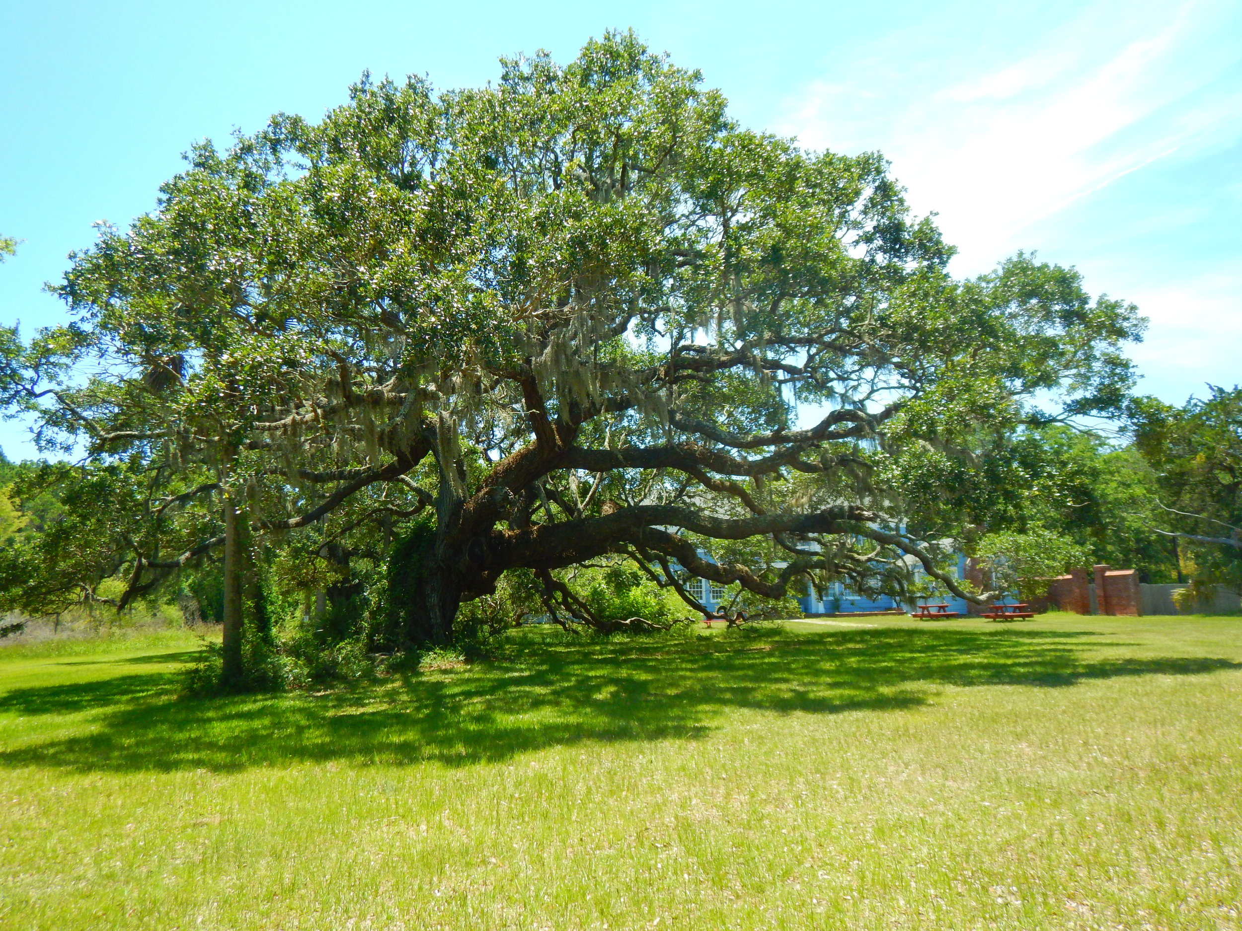  Live Oak tree on the grounds of the Dominick House. 