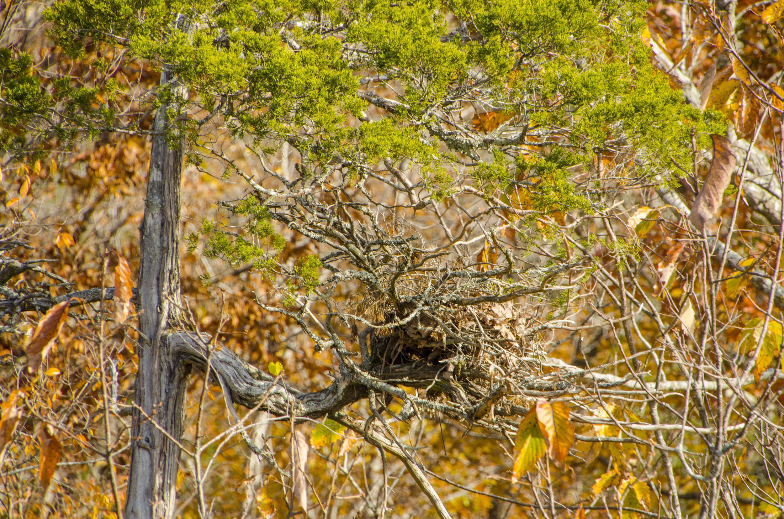 Could this be its nest?