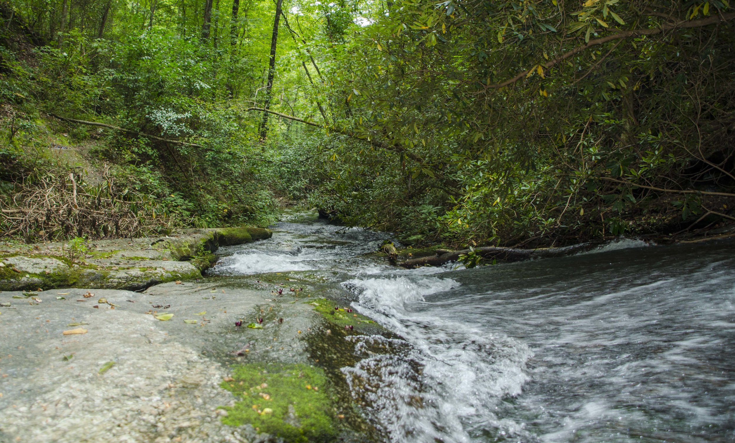 Reedy Cove Falls for Blog by DLucas_13.JPG