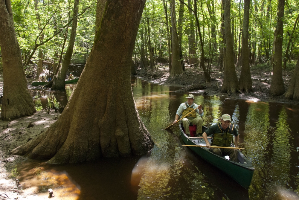 Congaree National Park is known for its big trees, and you'll see plenty of them on a paddle through the park on Cedar Creek.