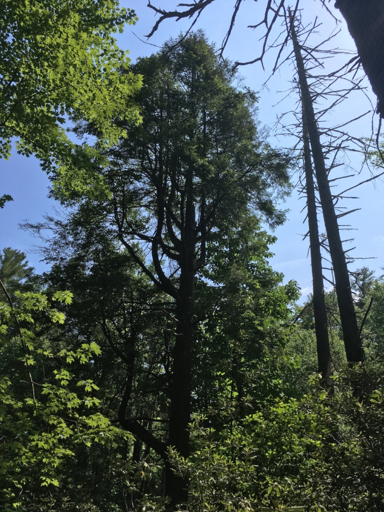 Massive hemlocks like this one dominate the overstory in this place, providing the shade that helps a wide range of&nbsp; other plants and animals thrive.