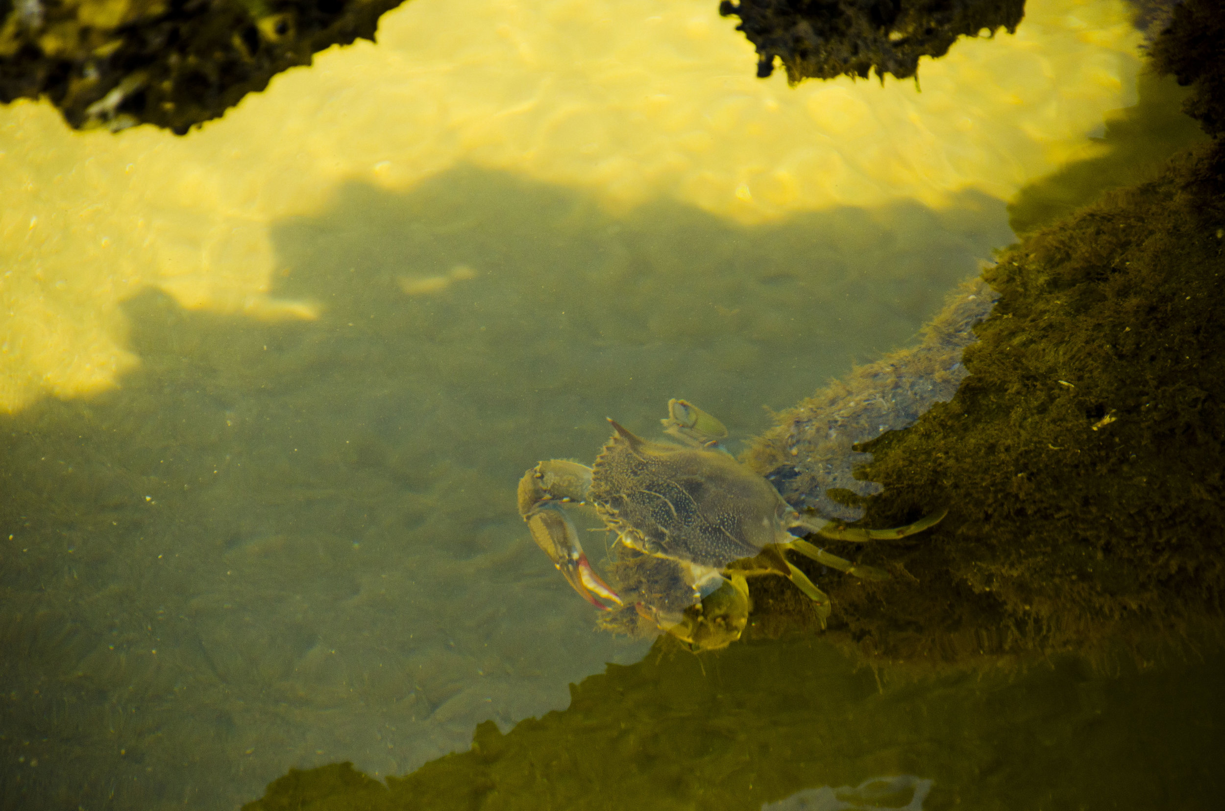  Blue crab in a tidal pool. 