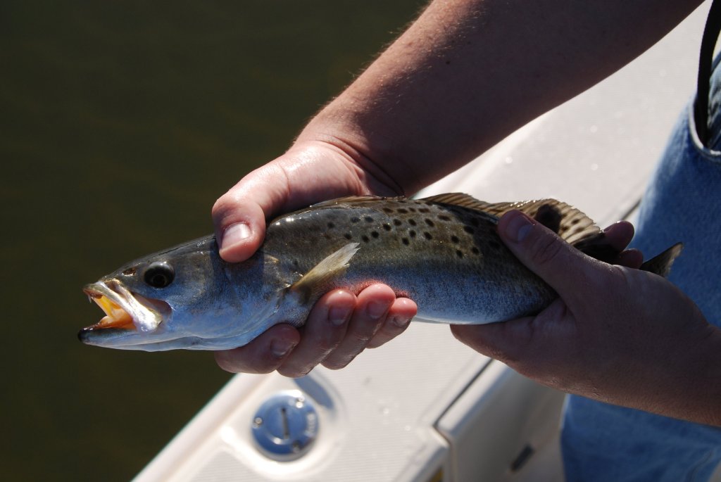 Update: Winter Impacts on Spotted Seatrout and&nbsp;Shrimp