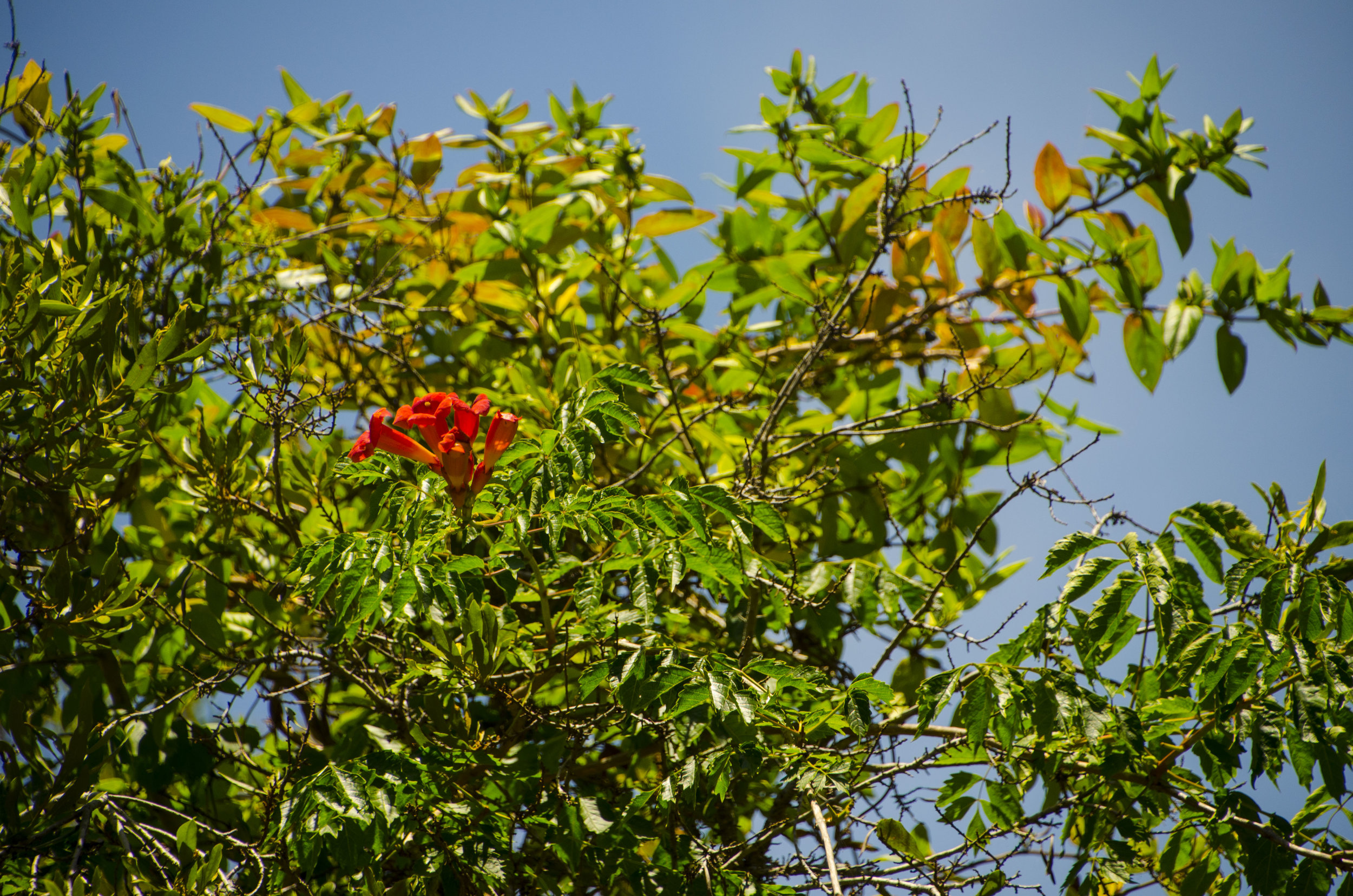  Trumpet creeper flowers add a splash of color to the understory alongside field edges. 