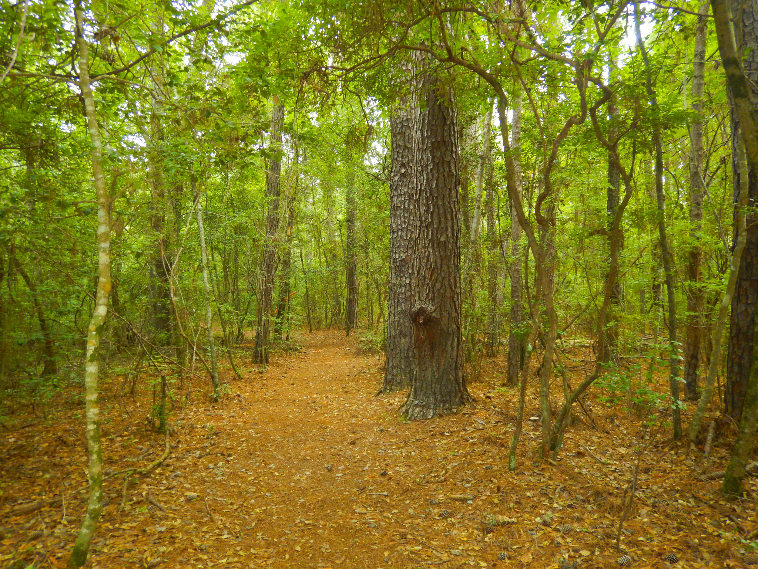 Lynches River Shots for Blog_36.JPG