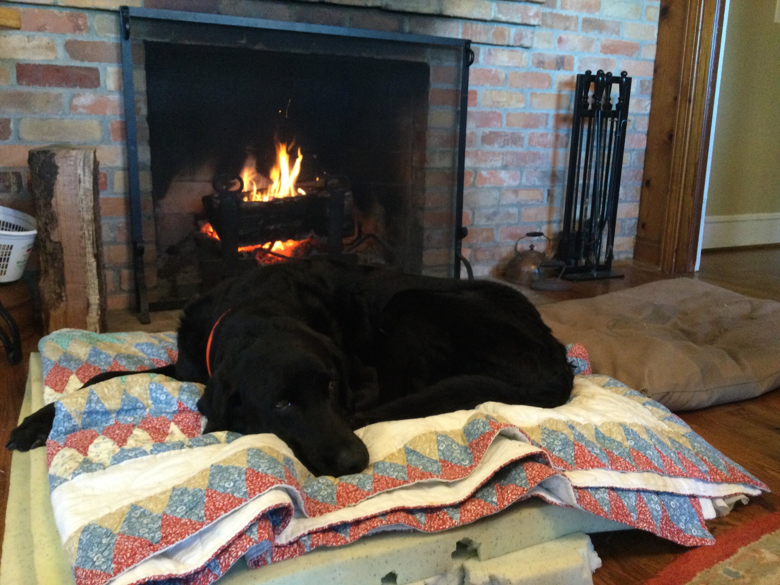Willie taking a well-earned rest by the fire. (Photo courtesy Molly Kneece)
