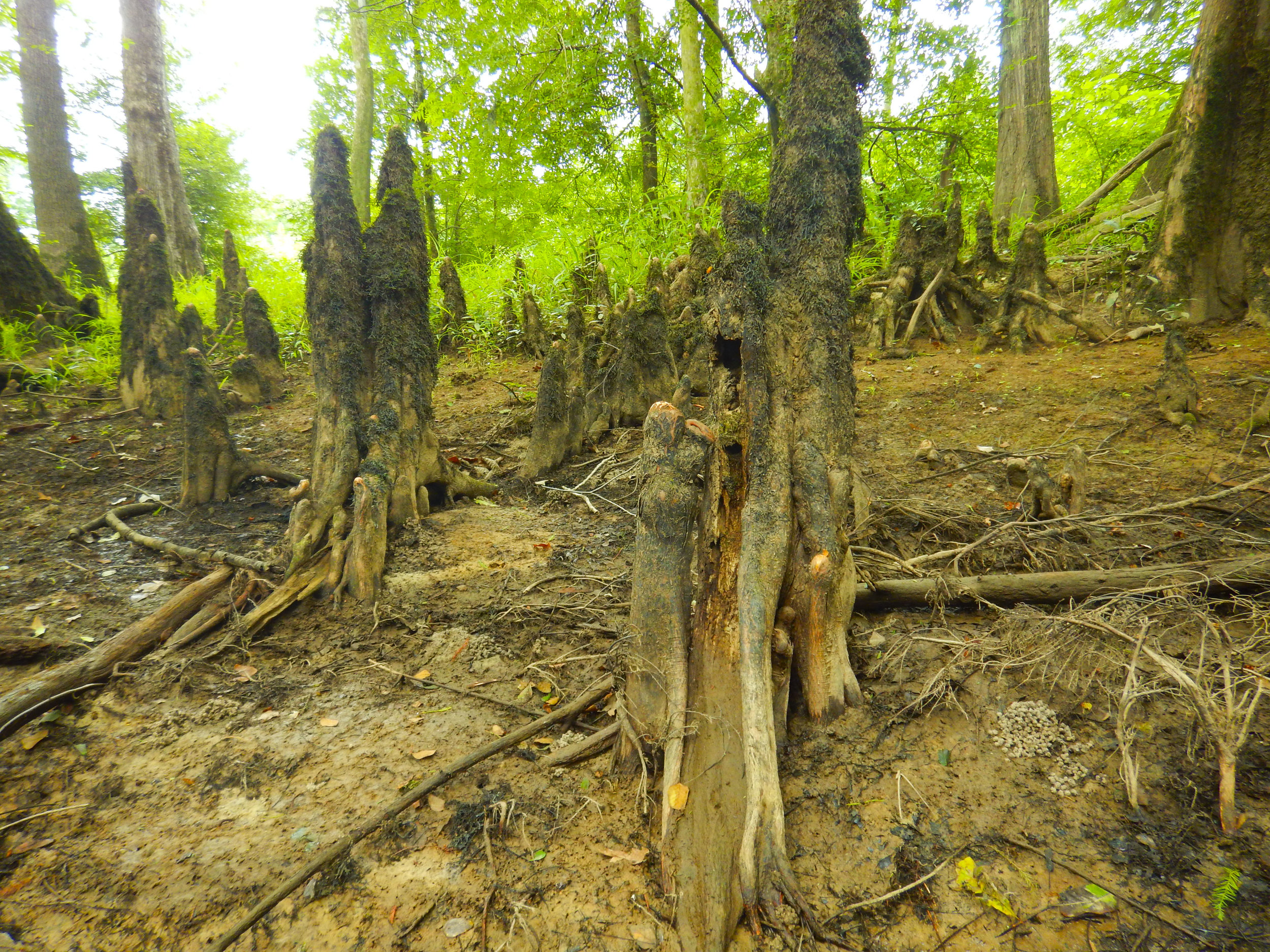 Lynches River Shots for Blog_22.JPG