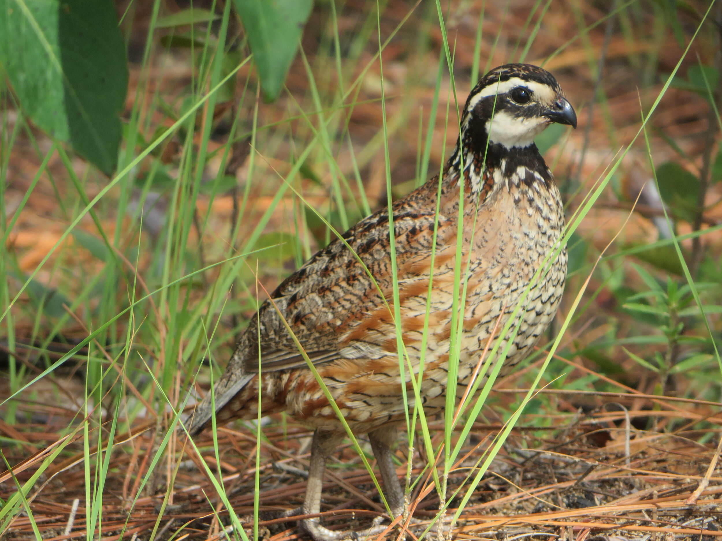 Quail_3.JPG