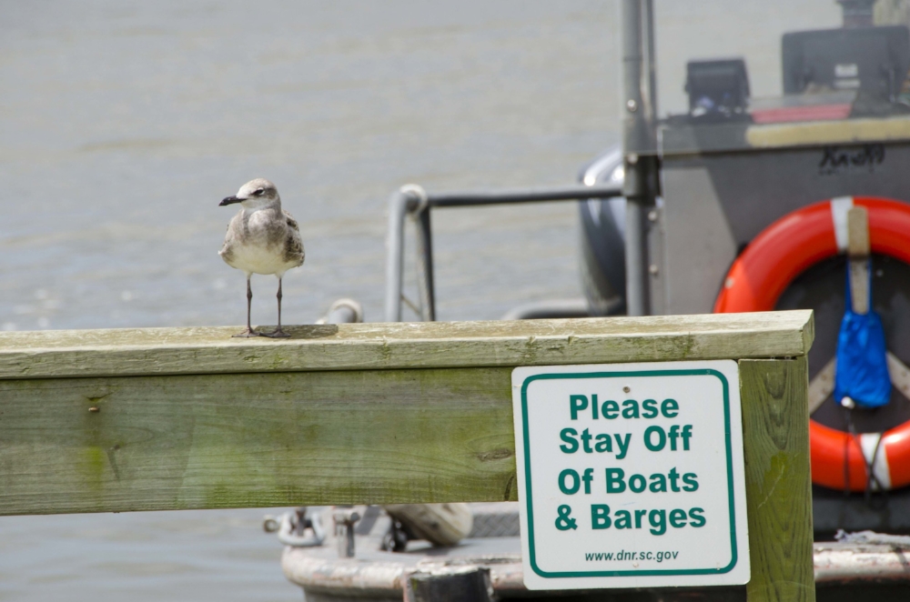 Gulls, like this one hanging out on the dock at the SCDNR's Santee Coastal Reserve WMA, are of course ubiquitous along the South Carolina coast, but there's a WHOLE LOT more to learn about the wide variety of seabird and shorebird species that visit…