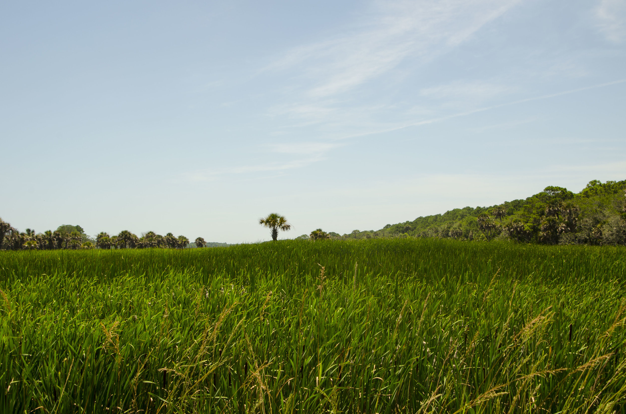  A lone palmetto growing on a tiny spit of dry ground amid a massive field of water-loving cattails. 