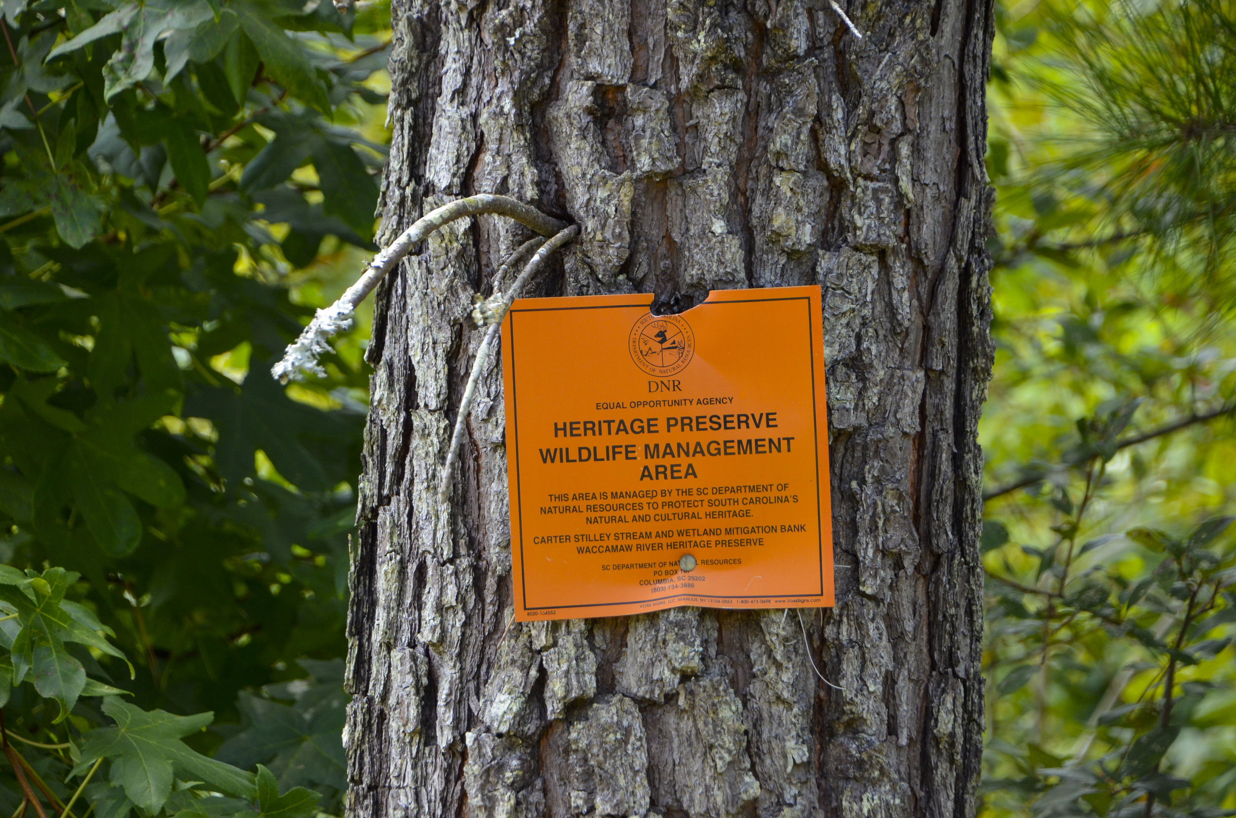  Near the entrance to Big Savanna Bluff is a closed gate where the Carter Stilley stream and wetland mitigation bank project is going on. SCDNR is working intensively here to restore an early successional -type habitat on lands that were once in pla