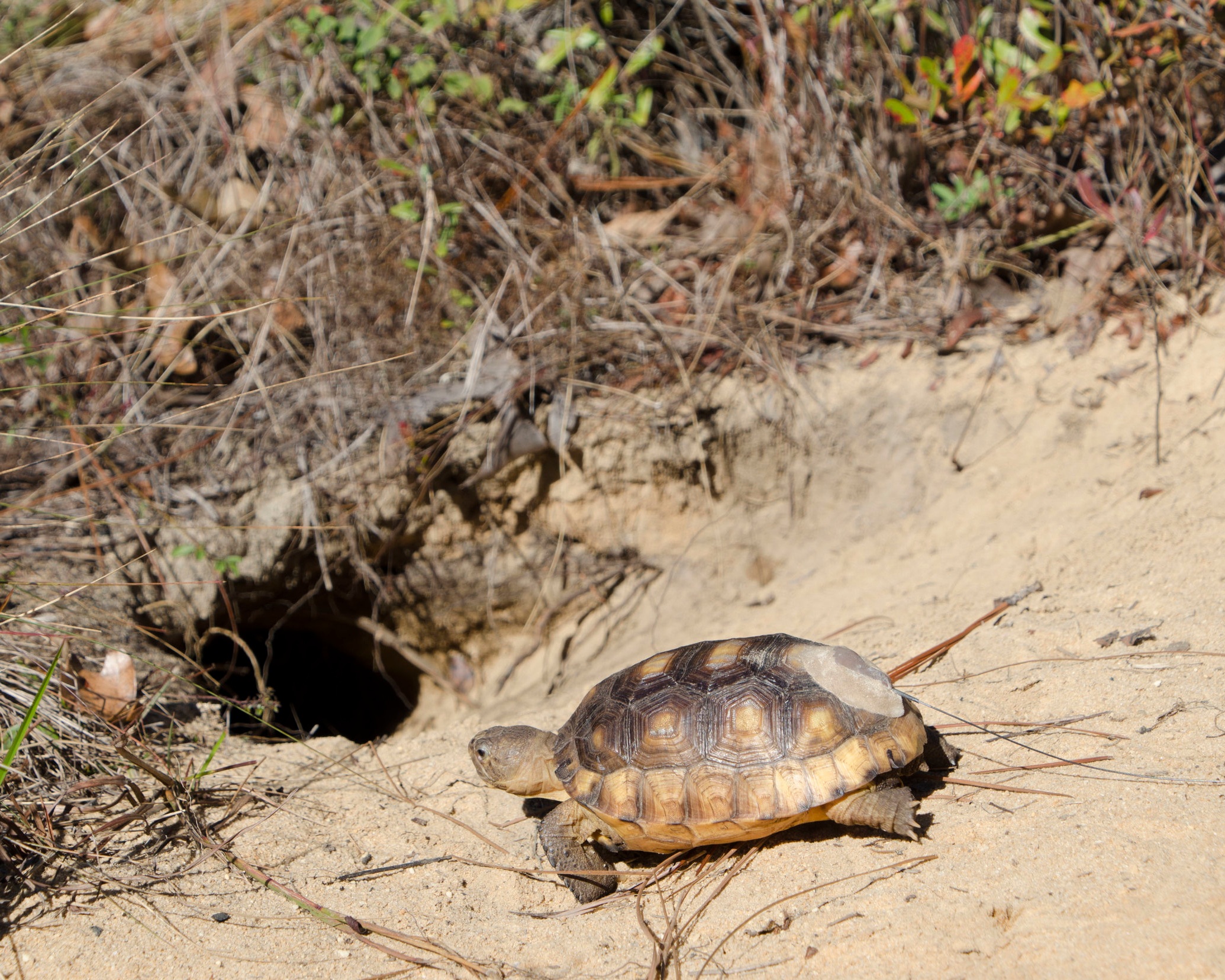 Radio transmitters on some of the released tortoises will enable researchers to collect detailed data about their movements, information that is rewriting the playbook for how tortoise reintroduction projects are done.