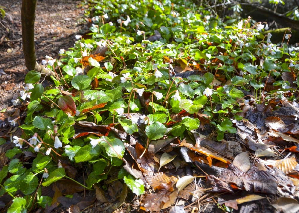 Early spring in the mountains of South Carolina provides a window of opportunity to see this rare plant with a curious history.