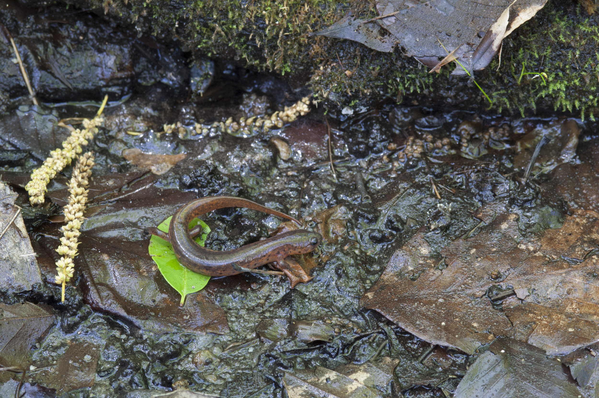 South Carolina is home to a diverse group of salamanders that mainly call aquatic habitats such as springs, seeps and small streams home. Habitat loss and alteration is one of a wide range of environmental impacts that can affect these creatures, so…