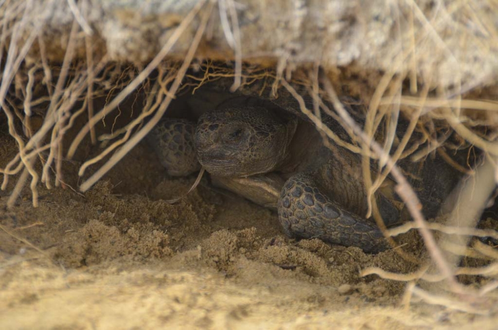 While some of the gopher tortoises on the property were hatched here, others are "waifs" that were translocatedfrom other locations. Scientists are hoping to discover new methods for encouraging translocated tortoises to adapt to a new territory.
