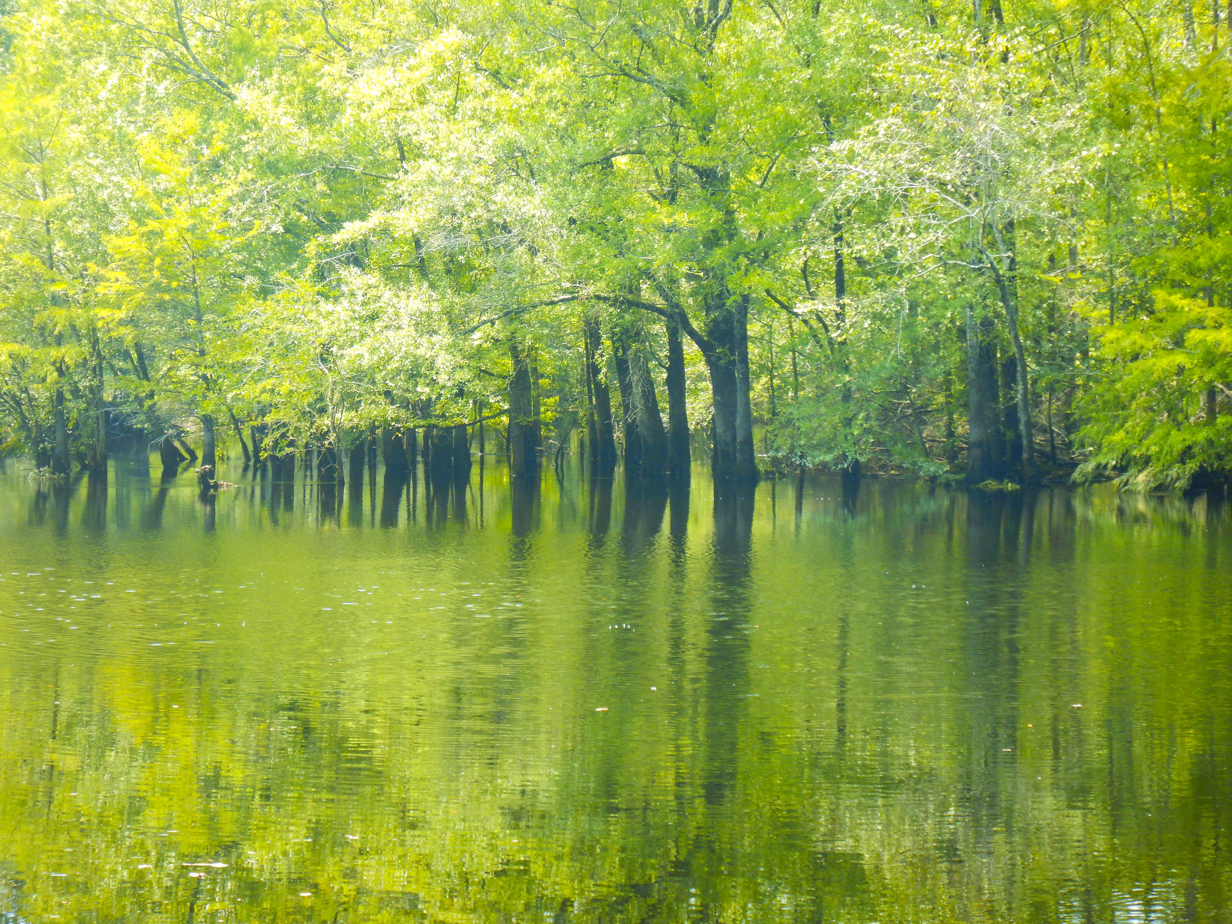 Flooded cypress Trees at Wortham’s Ferry Landing. 