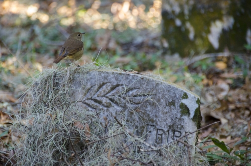 A Colonial-era family graveyard bears witness to the property's more recent past. [All photos by David Lucas, SCDNR]