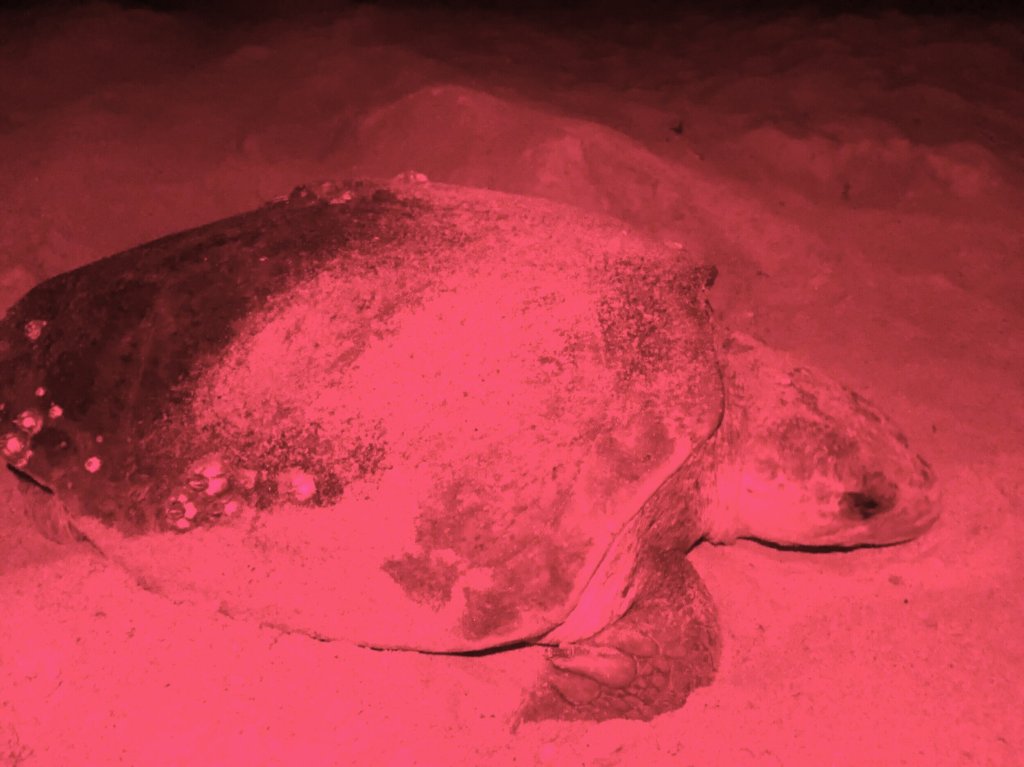 Now a Mother, Tagged Sea Turtle Sighted After 14&nbsp;Years