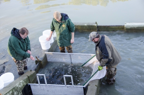 Assistant Hatchery Manager Brian Boyleston (right)&nbsp;Hatchery Program Coordinator &nbsp;Leo Rose (center) and &nbsp;technician Mitch Manis use a seine net to corral thousands of fingerlings in the pond's "kettle,"