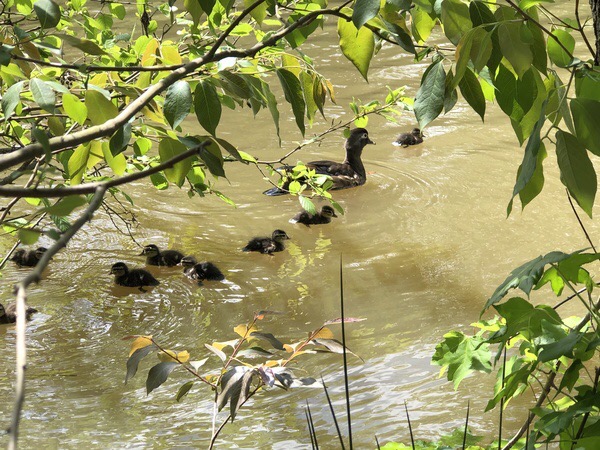 Working for Wood&nbsp;Ducks