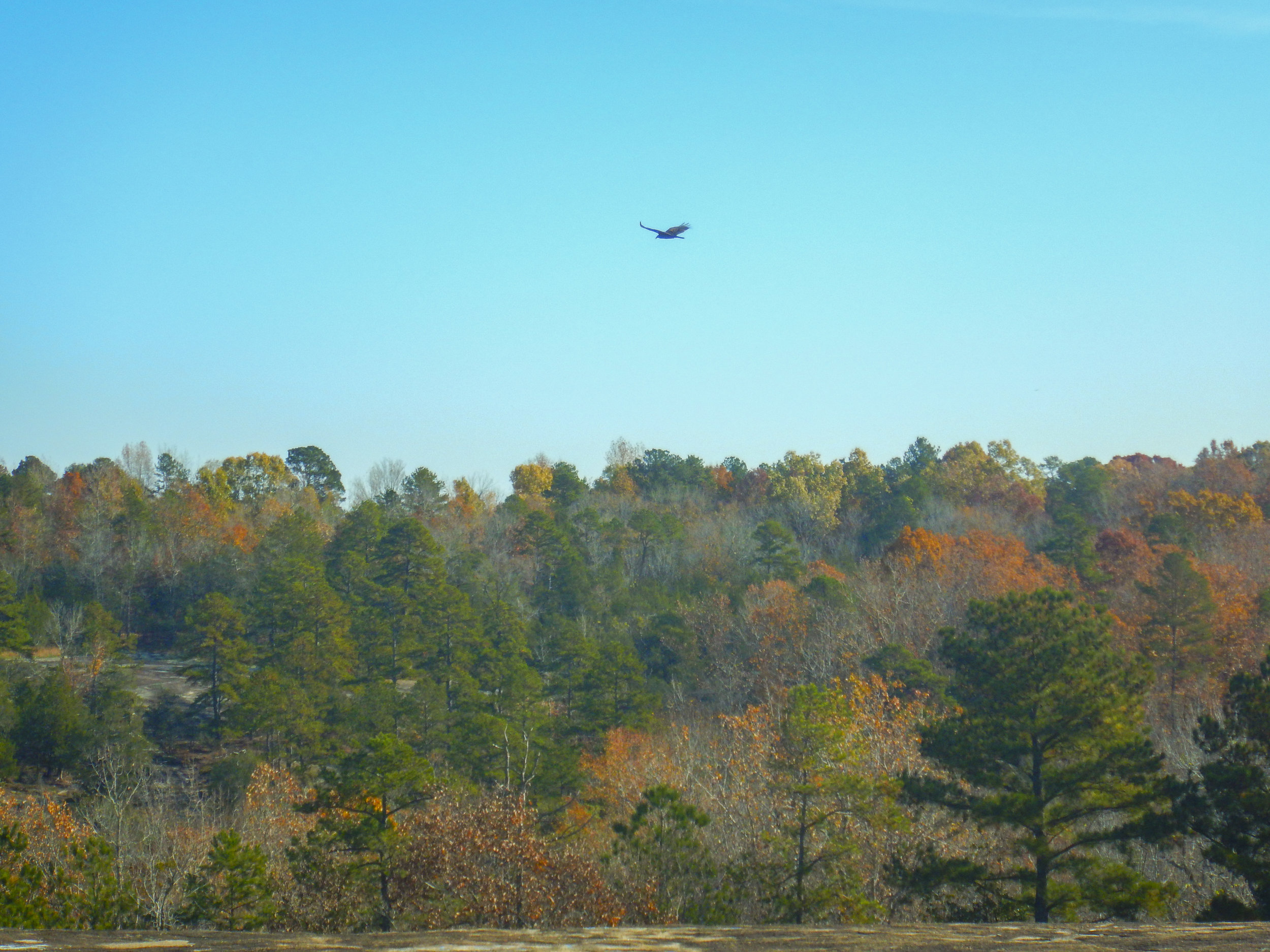 This hawk took off as soon as I stepped out from the treeline.