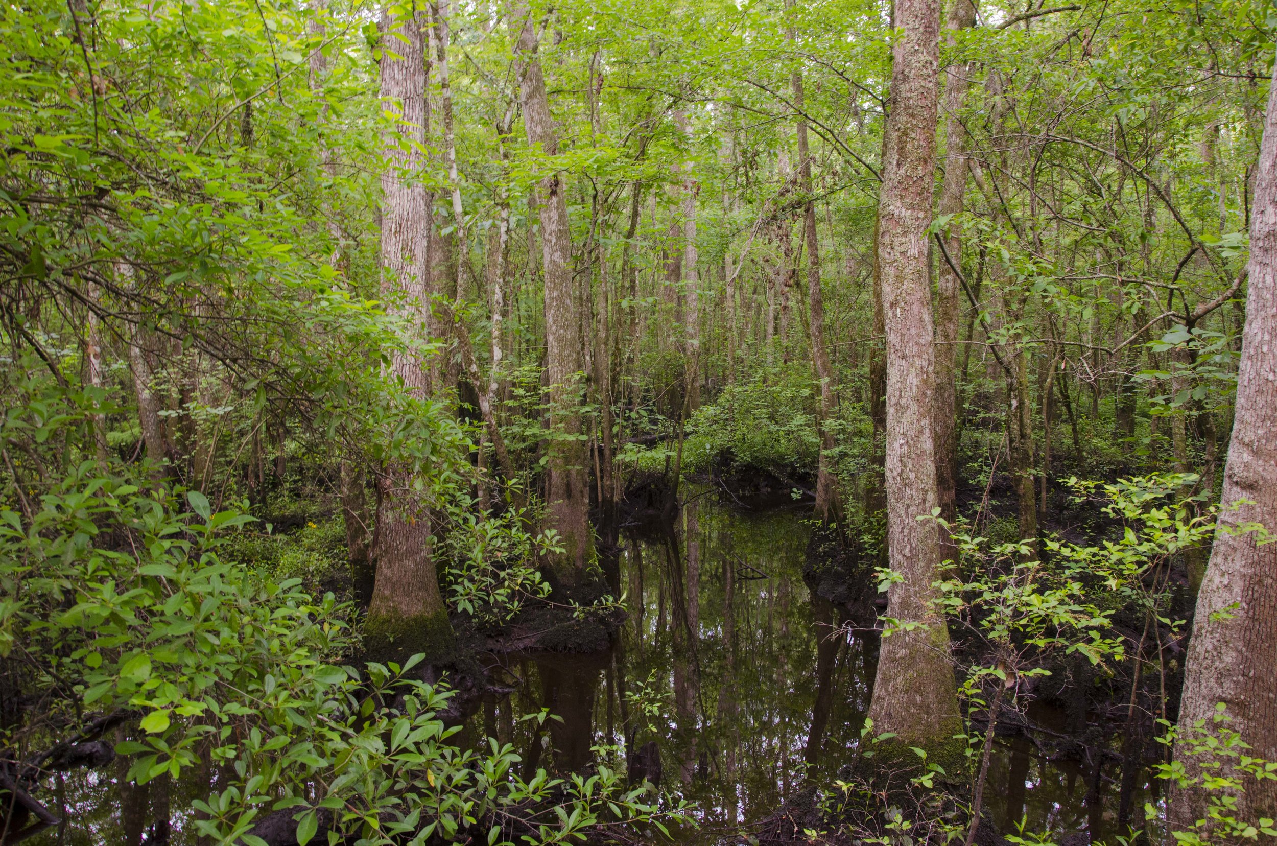 Edisto Trail best for Blog_2.JPG